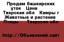 Продам башкирских уток › Цена ­ 500 - Тверская обл., Кимры г. Животные и растения » Птицы   . Тверская обл.